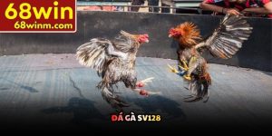 Đá gà SV128