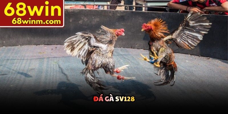 Đá gà SV128