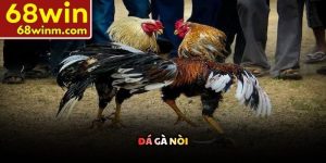 Đá gà nòi